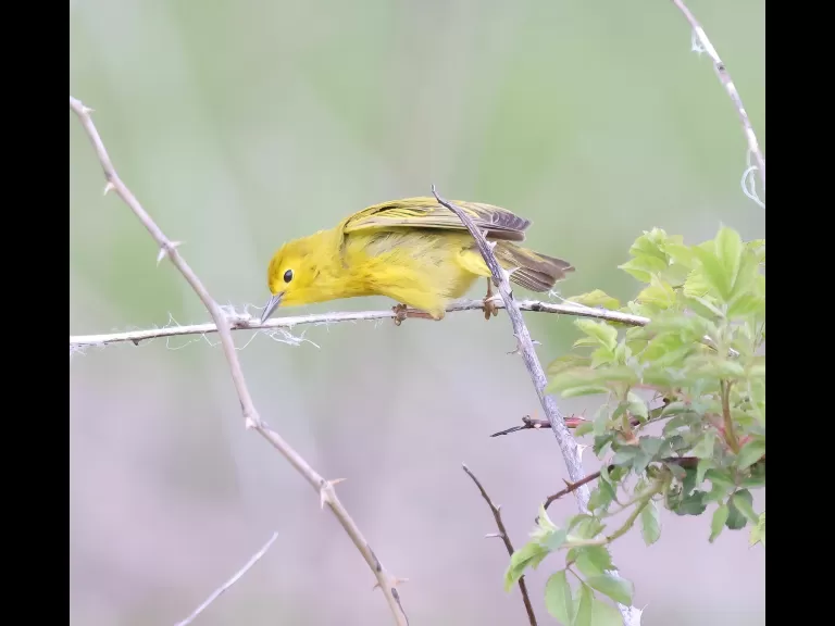 A gray catbird at Breakneck Hill Conservation Land in Southborough, photographed by Steve Forman.