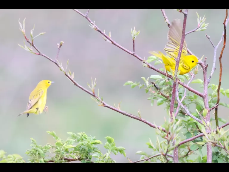 A gray catbird at Breakneck Hill Conservation Land in Southborough, photographed by Steve Forman.