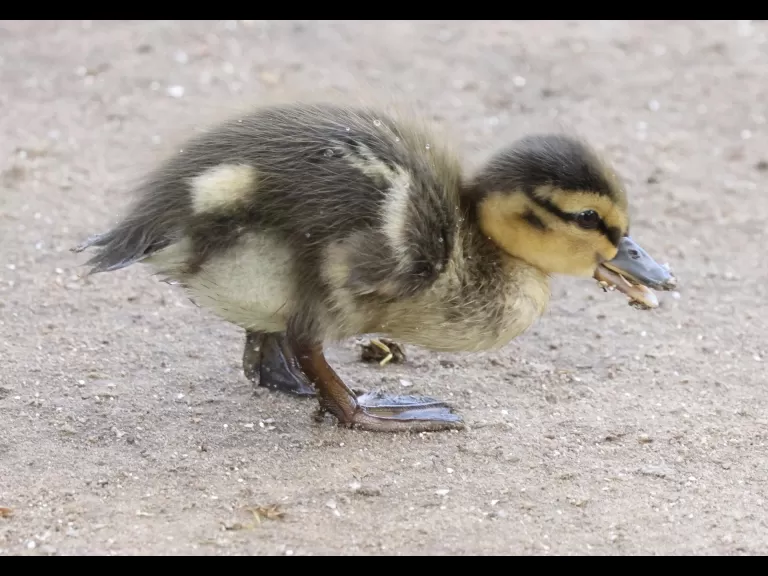 A European starling at Breakneck Hill Conservation Land in Southborough, photographed by Steve Forman.
