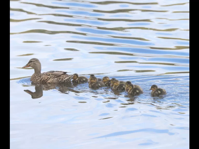 A European starling at Breakneck Hill Conservation Land in Southborough, photographed by Steve Forman.