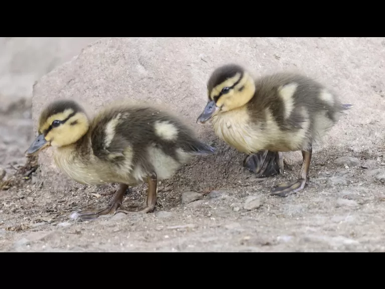 A European starling at Breakneck Hill Conservation Land in Southborough, photographed by Steve Forman.