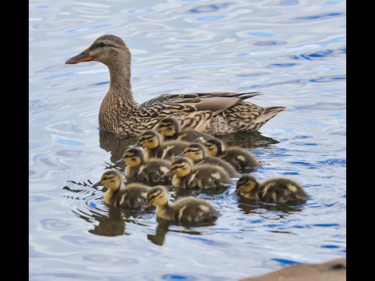 A European starling at Breakneck Hill Conservation Land in Southborough, photographed by Steve Forman.