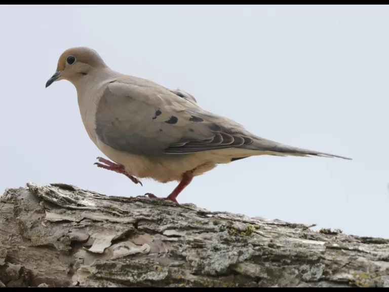 A European starling at Breakneck Hill Conservation Land in Southborough, photographed by Steve Forman.