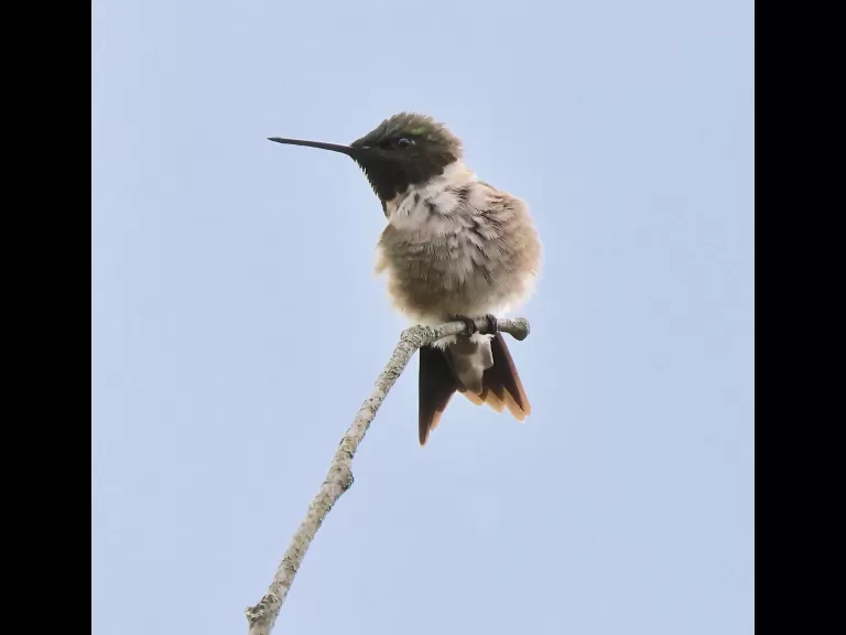 A European starling at Breakneck Hill Conservation Land in Southborough, photographed by Steve Forman.