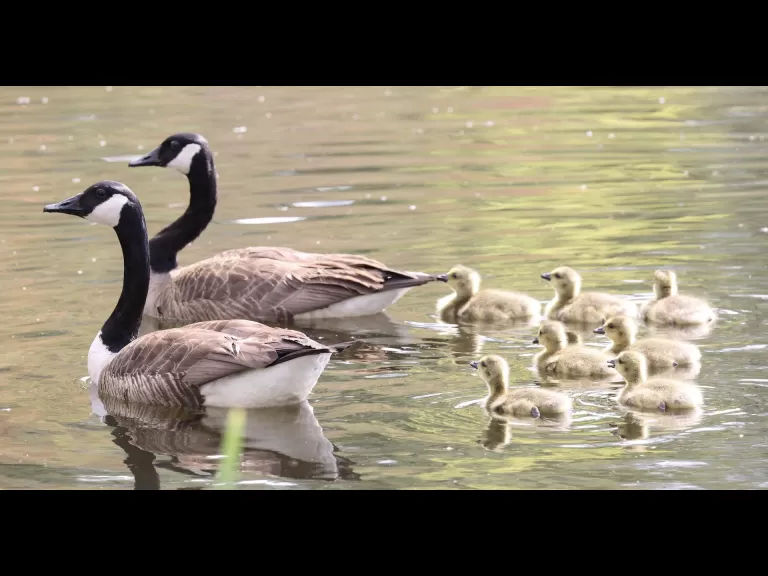 A family of Canada geese at Grist Mill Pond in Sudbury, photographed by Steve Forman.