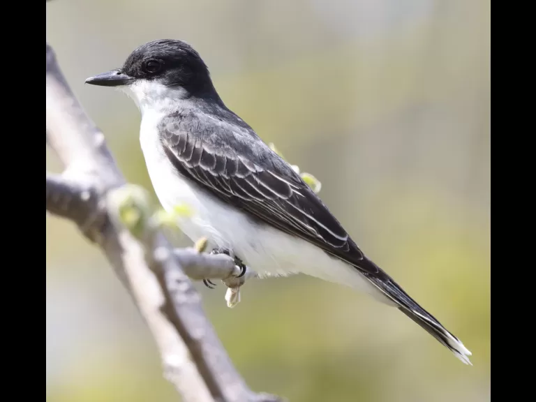 A European starling at Breakneck Hill Conservation Land in Southborough, photographed by Steve Forman.