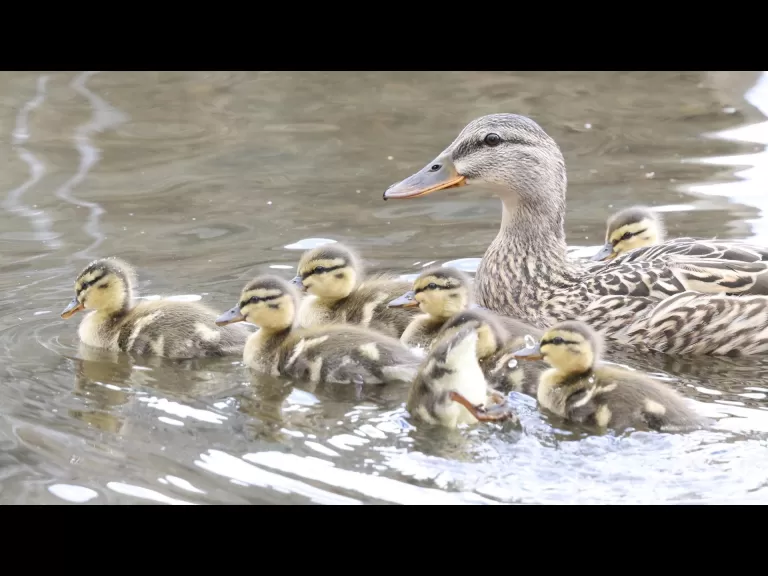 A mallard duckling at Hager Pond in Marlborough, photographed by Steve Forman.