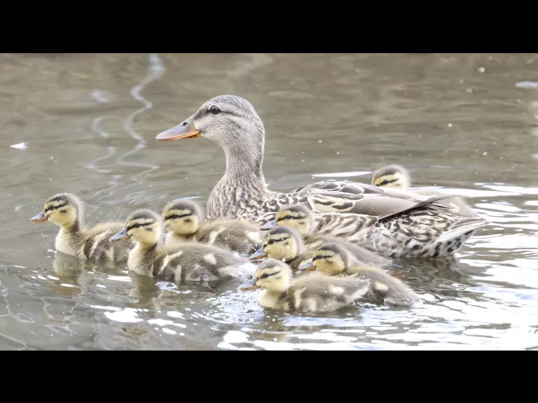 A mallard duckling at Hager Pond in Marlborough, photographed by Steve Forman.