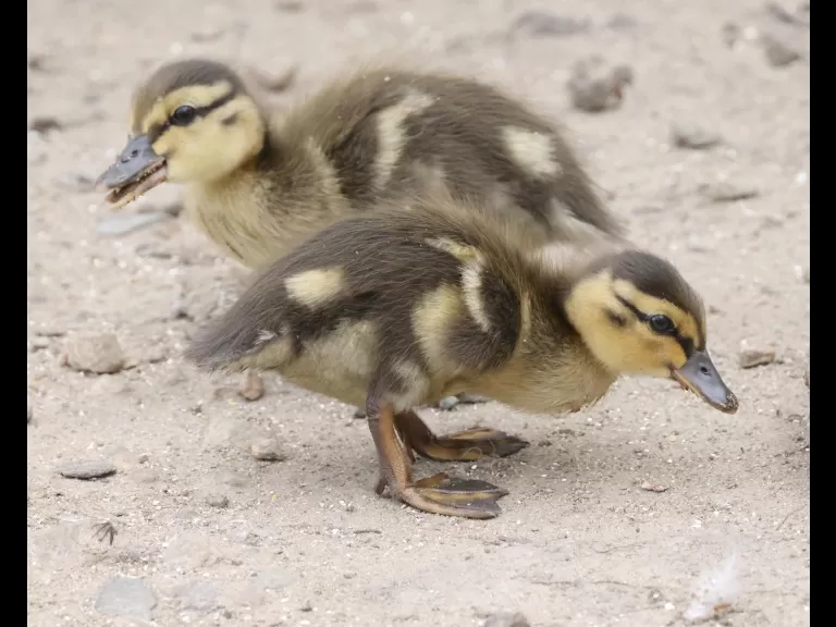 A mallard duckling at Hager Pond in Marlborough, photographed by Steve Forman.