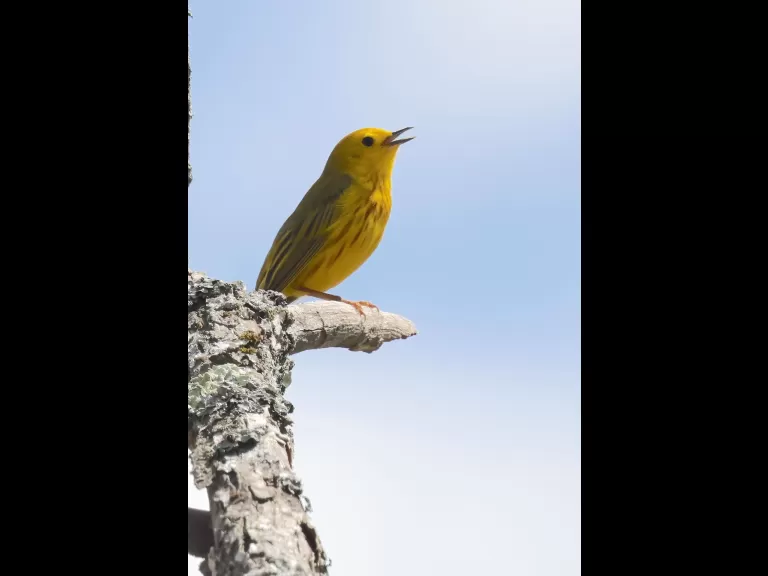 A European starling at Breakneck Hill Conservation Land in Southborough, photographed by Steve Forman.