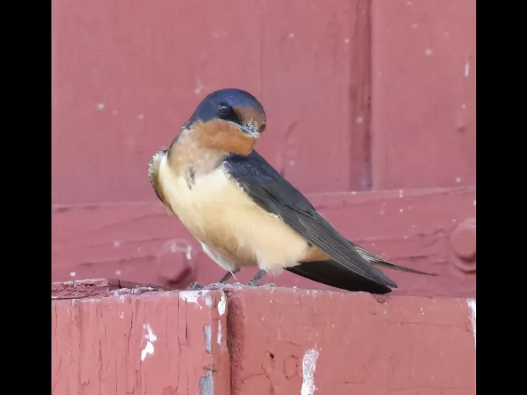 A barn swallow at Hopkinton State Park, photographed by Steve Forman.