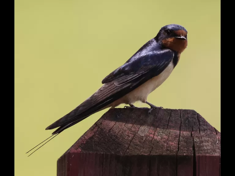 A barn swallow at Hopkinton State Park, photographed by Steve Forman.