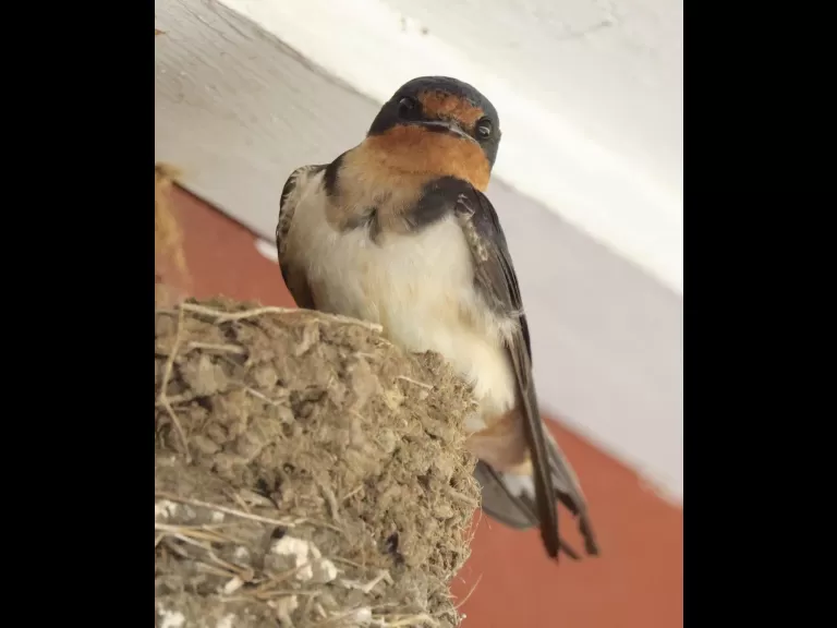 A barn swallow at Hopkinton State Park, photographed by Steve Forman.