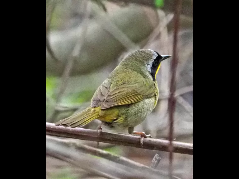 A common yellowthroat at Great Meadows National Wildlife Refuge in Concord, photographed by Joan Chasan.