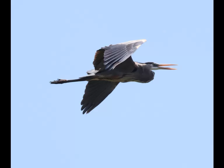 A gray catbird at Mass Audubon's Waseeka Wildlife Sanctuary in Hopkinton, photographed by Steve Forman.