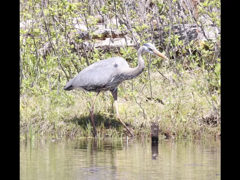 A gray catbird at Mass Audubon's Waseeka Wildlife Sanctuary in Hopkinton, photographed by Steve Forman.
