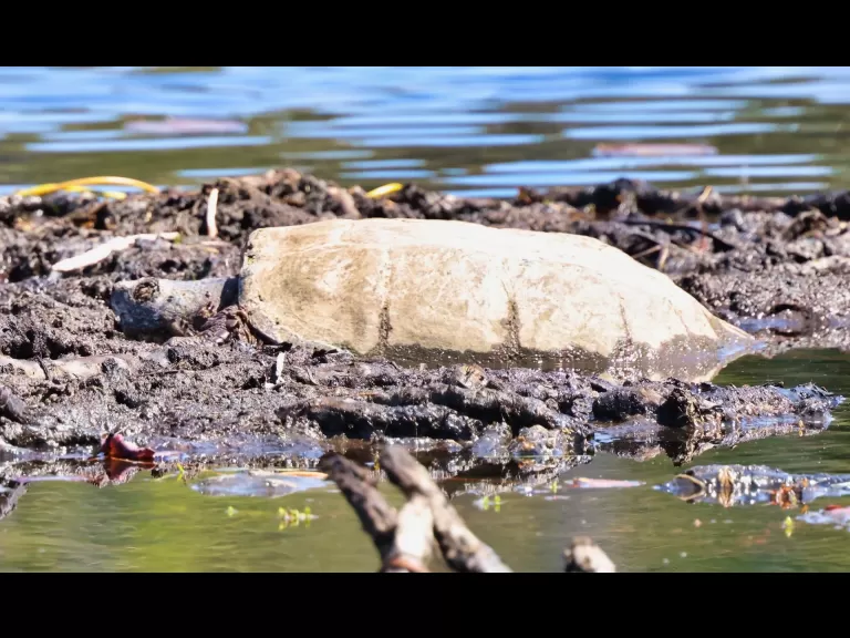 A gray catbird at Mass Audubon's Waseeka Wildlife Sanctuary in Hopkinton, photographed by Steve Forman.
