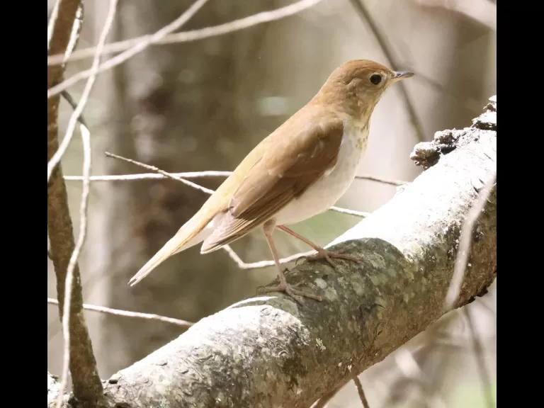A gray catbird at Mass Audubon's Waseeka Wildlife Sanctuary in Hopkinton, photographed by Steve Forman.