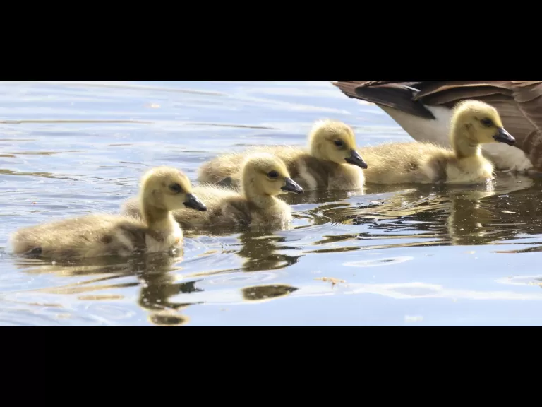 A family of Canada geese at Grist Mill Pond in Sudbury, photographed by Steve Forman.