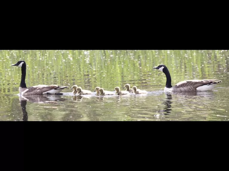 A family of Canada geese at Grist Mill Pond in Sudbury, photographed by Steve Forman.