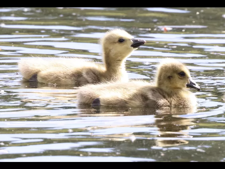 A family of Canada geese at Grist Mill Pond in Sudbury, photographed by Steve Forman.