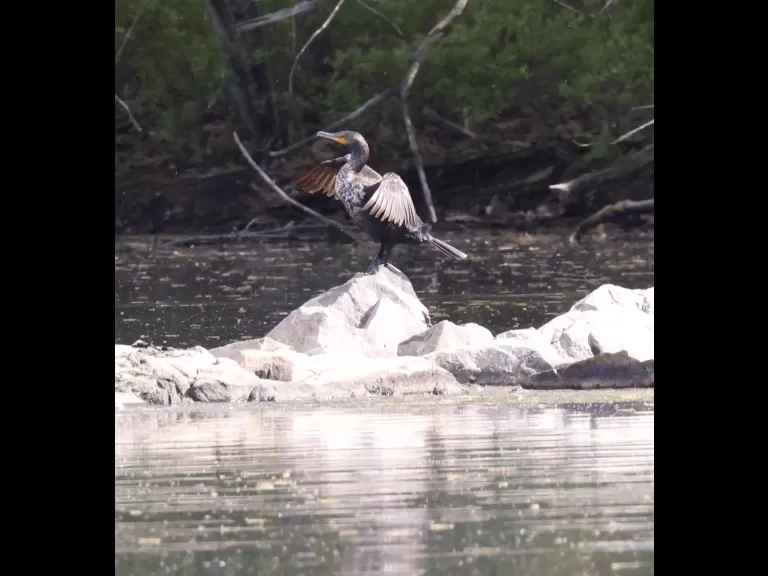 A mallard duckling at Hager Pond in Marlborough, photographed by Steve Forman.