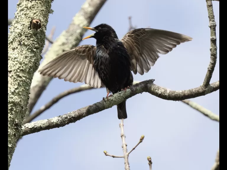 A mallard duckling at Hager Pond in Marlborough, photographed by Steve Forman.