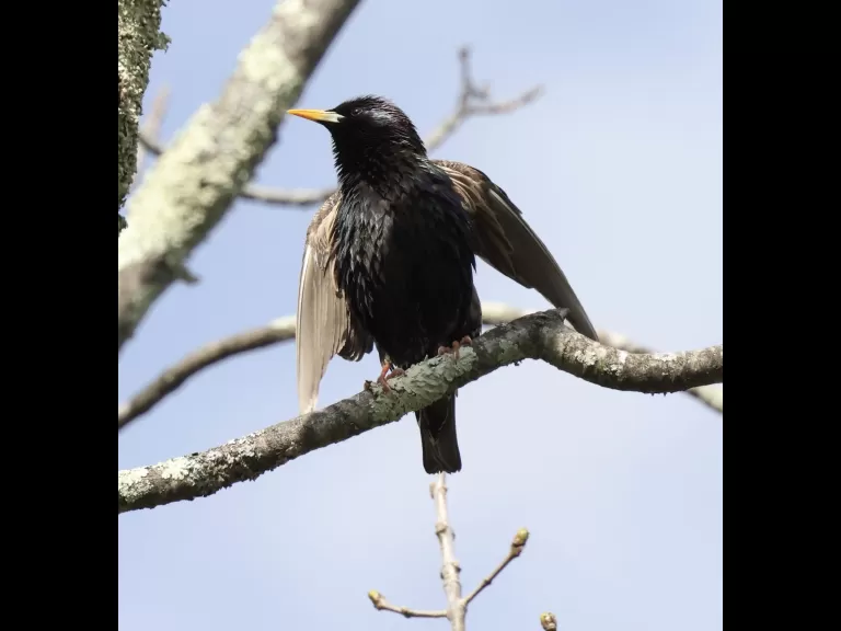 A mallard duckling at Hager Pond in Marlborough, photographed by Steve Forman.