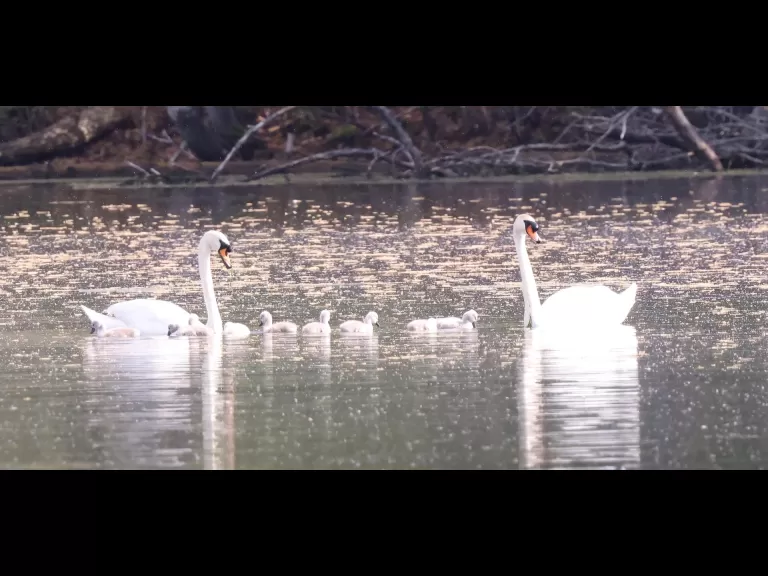 A mallard duckling at Hager Pond in Marlborough, photographed by Steve Forman.