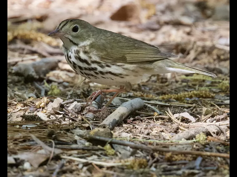 An ovenbird at Punkatasset and Saw Mill Brook in Concord, photographed by David Seibel.