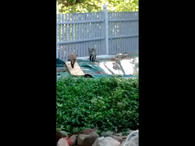 Red fox kits in Sudbury, photographed by Tom McGowan.