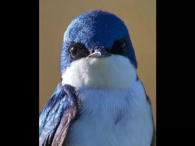 A tree swallow at South Meadow Playground in Concord, photographed by David Seibel.