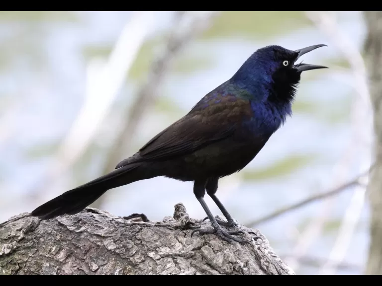 A mallard duckling at Hager Pond in Marlborough, photographed by Steve Forman.