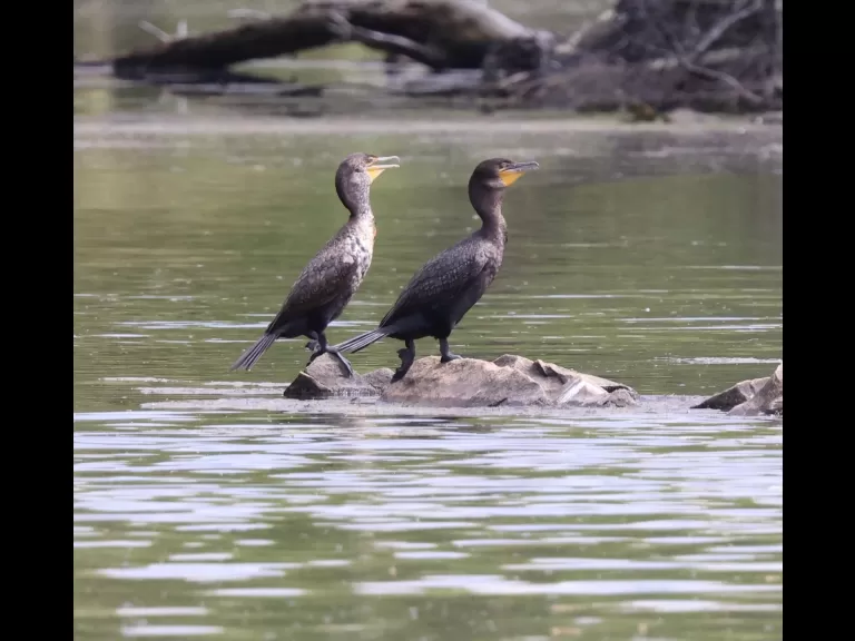 A mallard duckling at Hager Pond in Marlborough, photographed by Steve Forman.