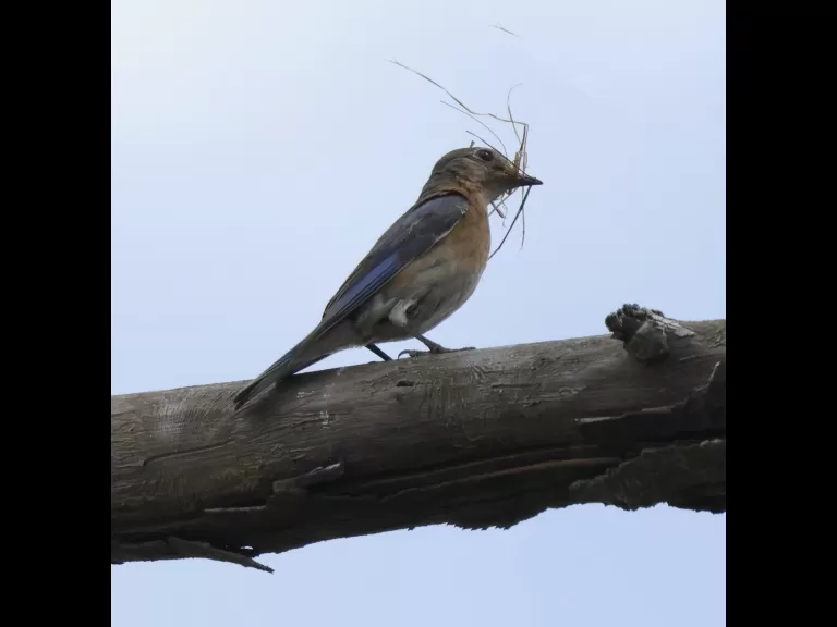 A European starling at Breakneck Hill Conservation Land in Southborough, photographed by Steve Forman.