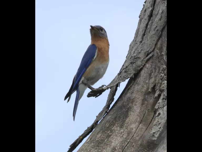 A European starling at Breakneck Hill Conservation Land in Southborough, photographed by Steve Forman.
