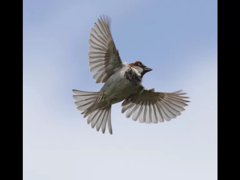 A European starling at Breakneck Hill Conservation Land in Southborough, photographed by Steve Forman.