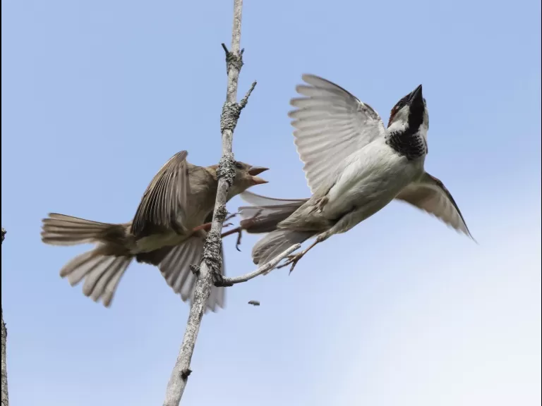 A European starling at Breakneck Hill Conservation Land in Southborough, photographed by Steve Forman.