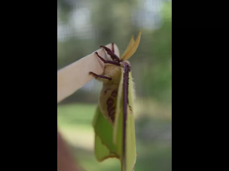 A luna moth in Maynard, photographed by Emily Schadler.