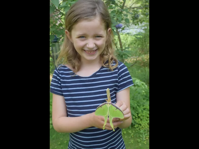 A luna moth in Maynard, photographed by Emily Schadler.