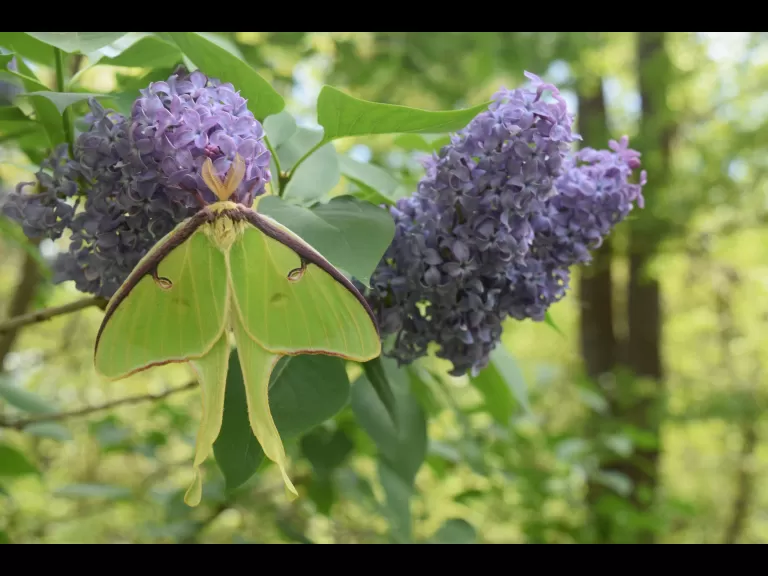 A luna moth in Maynard, photographed by Emily Schadler.