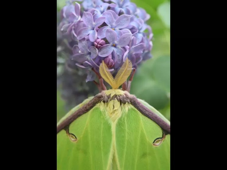 A luna moth in Maynard, photographed by Emily Schadler.