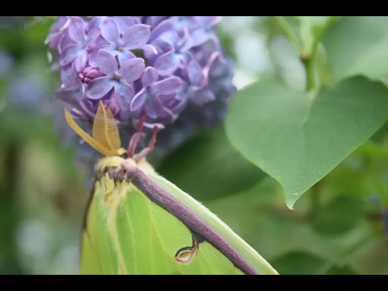 A luna moth in Maynard, photographed by Emily Schadler.