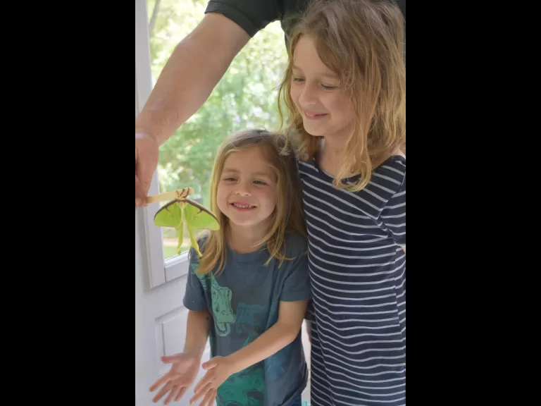 A luna moth in Maynard, photographed by Emily Schadler.