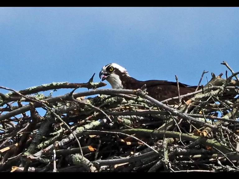 An osprey on a nest in Sudbury, photographed by Joan Chasan.