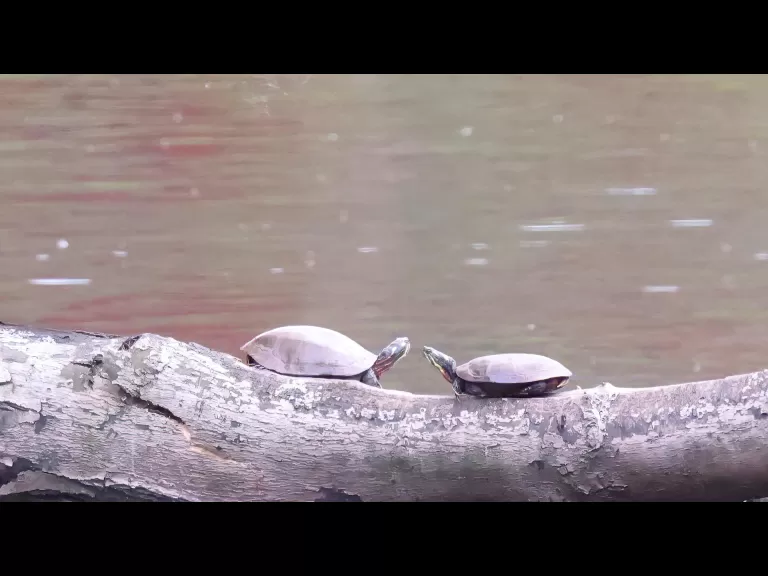 A mallard duckling at Hager Pond in Marlborough, photographed by Steve Forman.