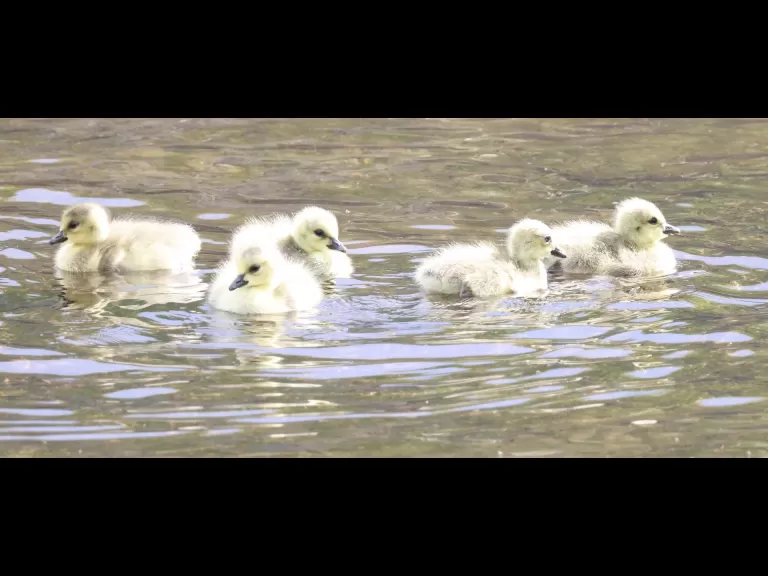A family of Canada geese at Grist Mill Pond in Marlborough, photographed by Steve Forman.