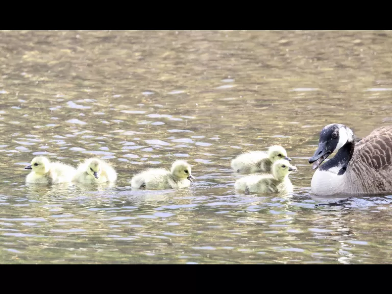 A family of Canada geese at Grist Mill Pond in Marlborough, photographed by Steve Forman.