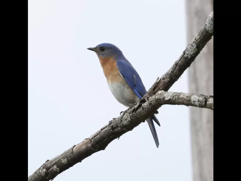 An American robin at Breakneck Hill Conservation Land in Southborough, photographed by Steve Forman.