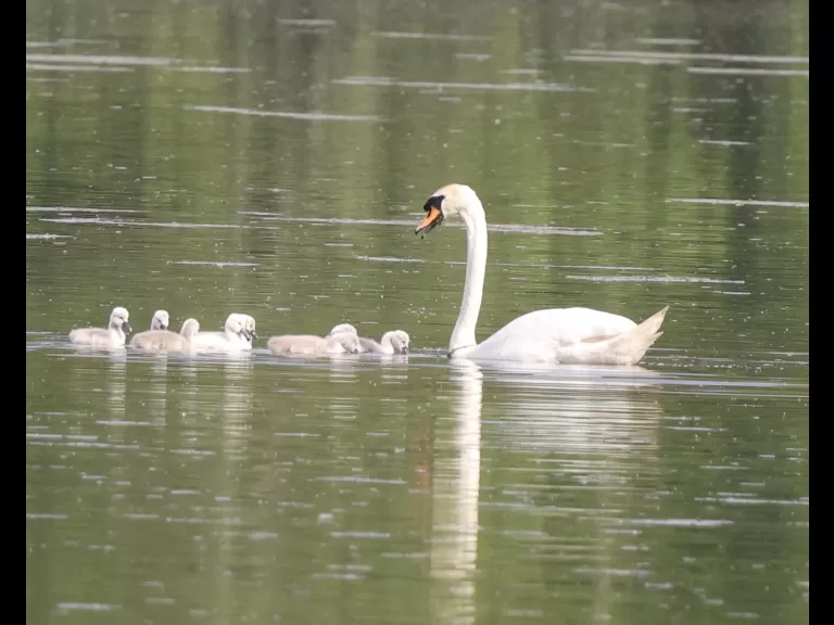 A family of Canada geese at Grist Mill Pond in Marlborough, photographed by Steve Forman.